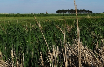 Ile stawów jest we Wschowie FOTOREPORTAŻ