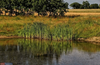 Ile stawów jest we Wschowie FOTOREPORTAŻ