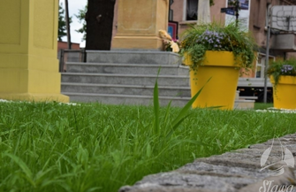 Zielony dywan w centrum Sławy