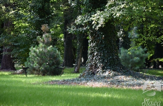 Więcej zieleni w sławskim parku