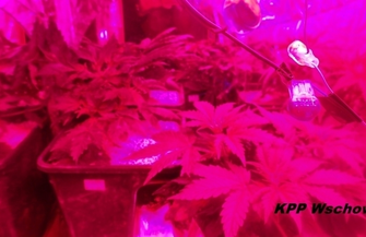 Wschowscy policjanci skuteczni w zwalczaniu przestępczości narkotykowej ZDJĘCIA