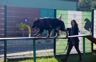 Dni Otwarte w Szkole Dla Psów - JOY we Wschowie