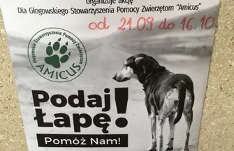 Finał akcji Podaj Łapę Pomóż Nam