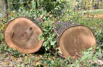 W parku przewróciło się drzewo