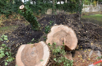 W parku przewróciło się drzewo