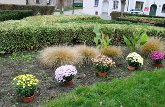 Chryzantemy sięnie zmarnują -