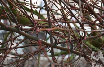 Wymiana drzewa na sławskim rynku