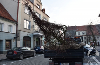 Wymiana drzewa na sławskim rynku