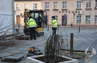 Wymiana drzewa na sławskim rynku