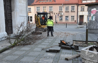 Wymiana drzewa na sławskim rynku