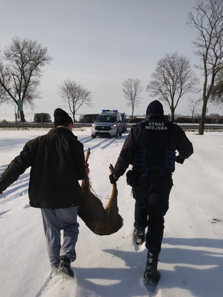 StrażMiejska kierowca ma obowiązek pomocy potrąconemu zwierzęciu