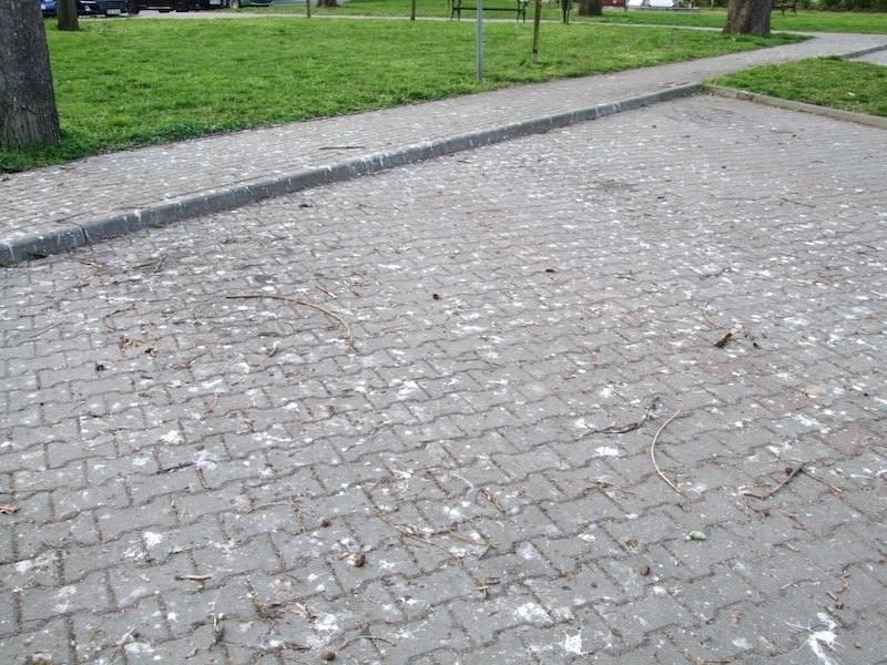 Uciążliwa kolonia gawronów
