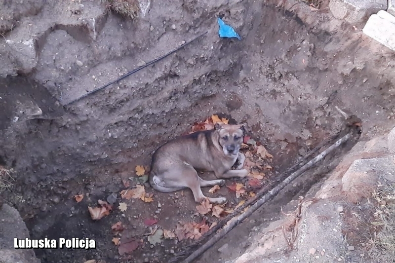 Wschowscy policjanci uratowali psa który wpadł do głębokiego wykopu ZDJĘCIA