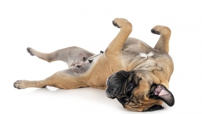 Bullmastiff - co musisz wiedzieć o tej rasie?