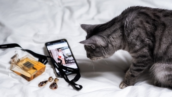 Wygodne zakupy dla kota online