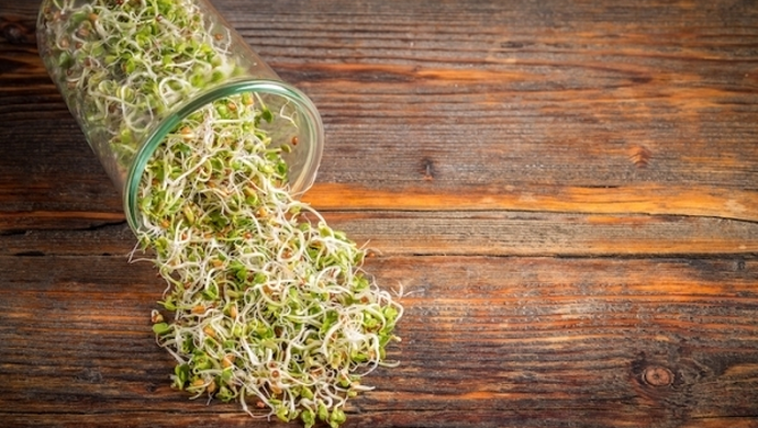 Sklep z nasionami Legutko