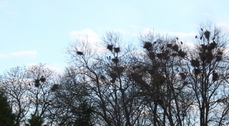 Uciążliwa kolonia gawronów