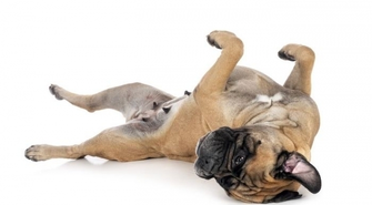 Bullmastiff - co musisz wiedzieć o tej rasie?