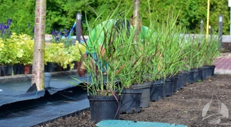 Jeszcze więcej zieleni