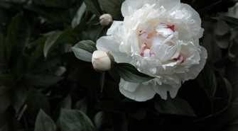 Kiedy przyciąć piwonię?