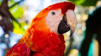 Wyprawka dla papugi? 