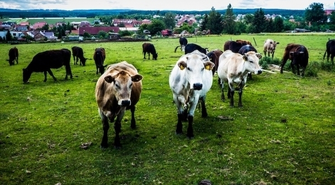 Ścielarki, Wycinaki, Paszowozy 