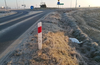 Łabędźzderzyłsięz linią energetyczną ZDJĘCIA