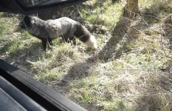 Lis zadomowił się w jednym z przedsiębiorstw na ul. Kazimierza Wielkiego we Wschowie
