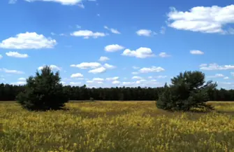 Przetarg ustny nieograniczony na dzierżawę nieruchomości w obrębie Tylewic