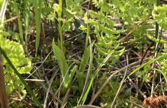 Na ratunek przyrodzie