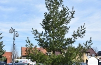 Wiosenne porządki w mieście