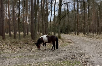 Kuc błąka siępo lesie w okolicy Osowej Sieni FILM