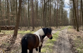 Kuc błąka siępo lesie w okolicy Osowej Sieni FILM
