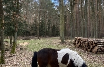 Kuc błąka siępo lesie w okolicy Osowej Sieni FILM