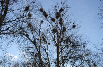 Uciążliwa kolonia gawronów