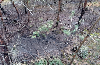 Nadleśnictwo Sława Śląska alarmuje Ktoś usilnie próbuje podpalić las