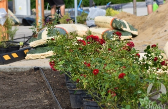 Jeszcze więcej zieleni