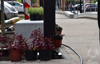 Jeszcze więcej zieleni