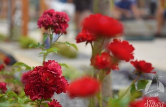 Zielony pasaż w Sławie