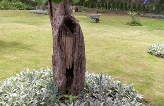 Sentymentalny ogród z krainy młodości