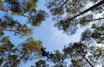 Terapeutyczna moc drzew ZDJĘCIA