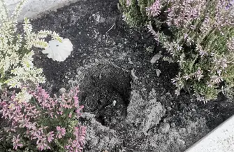 Nie uwierzysz. Ktośwykopuje kwiaty z miejskich gazonów