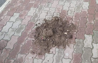 Seryjny wandal we Wschowie