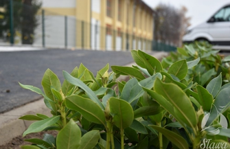 Ten projekt to także zieleń