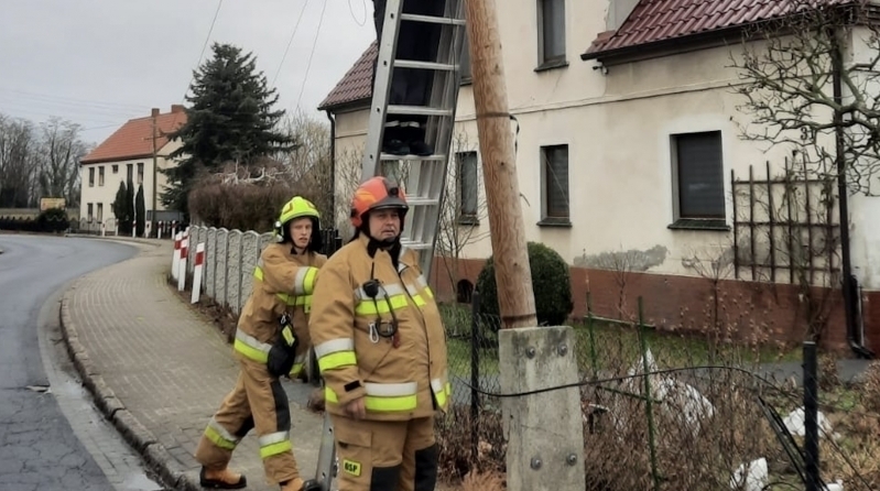 Zdjęcie 2: Martwe dziki w stawie. Drzewo nad nagrobkiem.