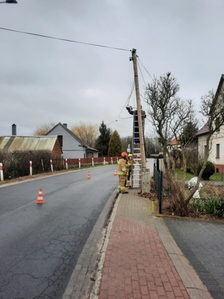 Zdjęcie 3: Martwe dziki w stawie. Drzewo nad nagrobkiem.