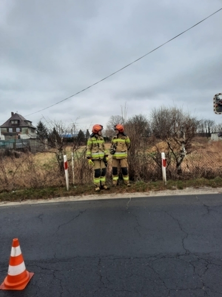 Zdjęcie 4: Martwe dziki w stawie. Drzewo nad nagrobkiem.