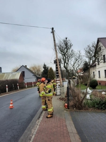 Zdjęcie 1: Martwe dziki w stawie. Drzewo nad nagrobkiem.