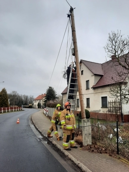 Zdjęcie 8: Martwe dziki w stawie. Drzewo nad nagrobkiem.