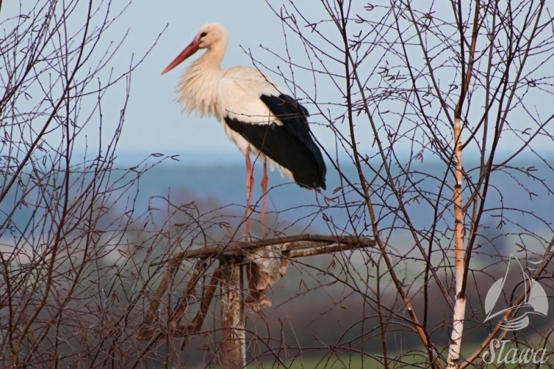 Gniazdo uratowane